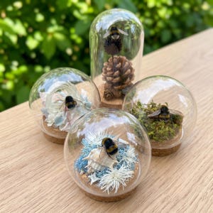 May include: Four glass terrariums with bumblebees and natural elements. One tall terrarium features a pinecone. Other terrariums contain seashells, moss, and dried flowers. Each sits on a cork base.