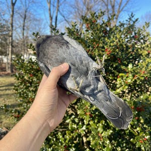 Pu&ograve; includere: Un piccione grigio con un anello di metallo sulla zampa &egrave; tenuto in una mano. Le piume dell'uccello sono un misto di grigio e nero. Lo sfondo presenta un fogliame verde e un cielo azzurro brillante.