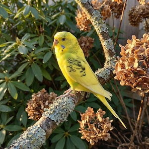 Real Taxidermy Yellow Parakeet -  Ethically Sourced | Spread or Closed Wings | Oddities Vulture Culture