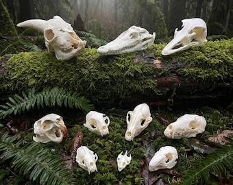 Real Animal Skulls Collection -  Taxidermy Bone Art Specimen | Science Education & Decor | Ethically Sourced