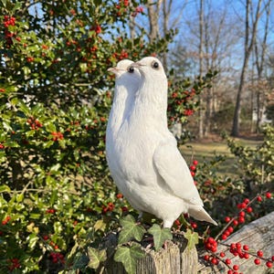 May include: Two white doves perched on a wooden post, surrounded by green foliage and red berries. The birds are facing forward, with their white feathers contrasting against the natural background. The image captures a moment of peace in nature.