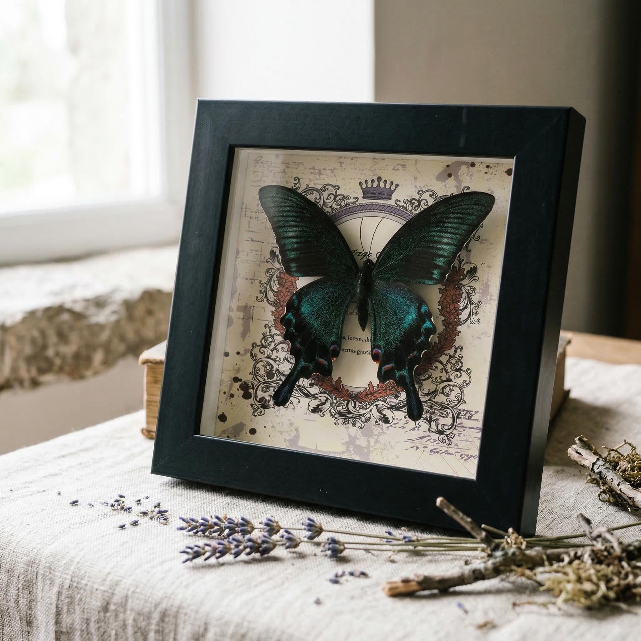 Real Butterfly Taxidermy in Wood Frame - Peacock & Blue Crow Specimen ...