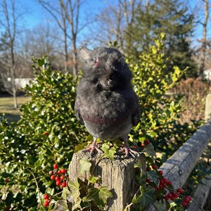 Pu&ograve; includere: Un uccello grigio scuro con occhi rossi &egrave; appollaiato su un palo di legno stagionato. L'uccello &egrave; circondato da fogliame verde, bacche rosse e una staccionata di legno. Lo sfondo presenta un cielo azzurro e alberi spogli.