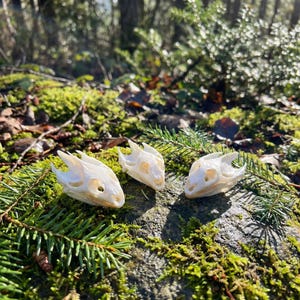 May include: Three off-white reptile skulls are displayed on a mossy rock, surrounded by green foliage. The skulls are positioned in a row, with visible eye sockets and detailed bone structure. The scene is lit by natural sunlight.