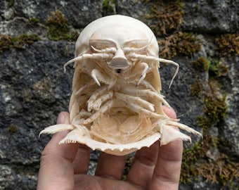 Esemplare di isopode reale - Bathynomus giganteus Tassidermia / Curiosità sulle creature degli abissi / Stranezze e curiosità