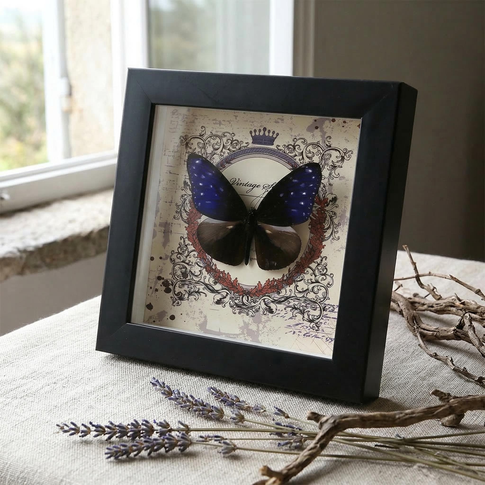 Real Butterfly Taxidermy in Wood Frame - Peacock & Blue Crow Specimen ...
