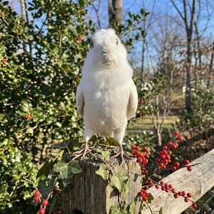 Pu&ograve; includere: Un porcellino d'India bianco e soffice appollaiato su un palo di legno usurato, circondato da edera verde e bacche rosse. Il porcellino d'India ha un'espressione seria. Lo sfondo mostra alberi e un cielo blu, creando un'atmosfera naturale.
