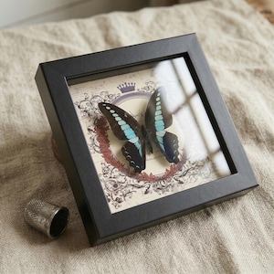 May include: A framed butterfly specimen with black and turquoise wings, displayed against a vintage-style background with a crown and floral accents. The black frame sits on a neutral-toned surface. A silver thimble is in the foreground.