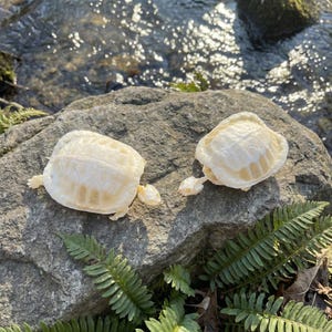 May include: Two off-white turtle shells rest on a grey rock, with a stream and ferns in the background. The shells have a detailed, textured appearance, showcasing the natural patterns of the turtle's anatomy. The scene is lit by sunlight.
