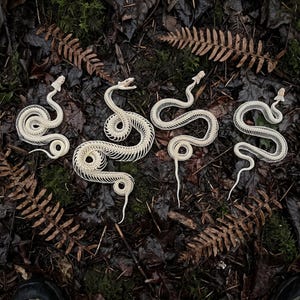 Esqueleto de serpiente real en forma de S - De origen ético / Arte de taxidermia con huesos de reptiles / Rarezas y curiosidades / Decoración Dark Academia