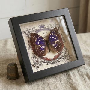 May include: A framed butterfly specimen with a black frame. The butterfly has purple and brown wings with white spots. The background is a vintage-style print with a crown and decorative elements. A brass thimble sits in front of the frame.