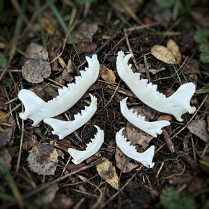 May include: Six white animal jawbones with visible teeth are arranged on a bed of brown leaves, twigs, and green grass. The bones are of varying sizes, with the largest ones at the top and the smaller ones at the bottom. The lighting is natural, creating shadows.