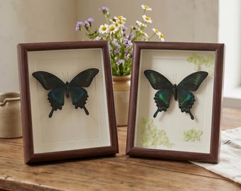 Real Emerald Swallowtail  Specimen in Wood Frame - Vintage Woodland Desk Decor | Nature Wall Decor