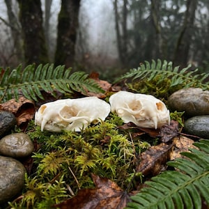 May include: Two off-white animal skulls with visible teeth are displayed on a bed of green moss, fallen leaves, and small rocks. Ferns and a blurred forest background add depth to the natural setting. The skulls are the focal point.