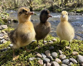 Set di anatroccolo tassidermizzato autentico / Esemplare di uccello di provenienza etica / Curiosità di animali da fattoria / Arredamento per la casa Dark Academia / Regalo naturalista unico