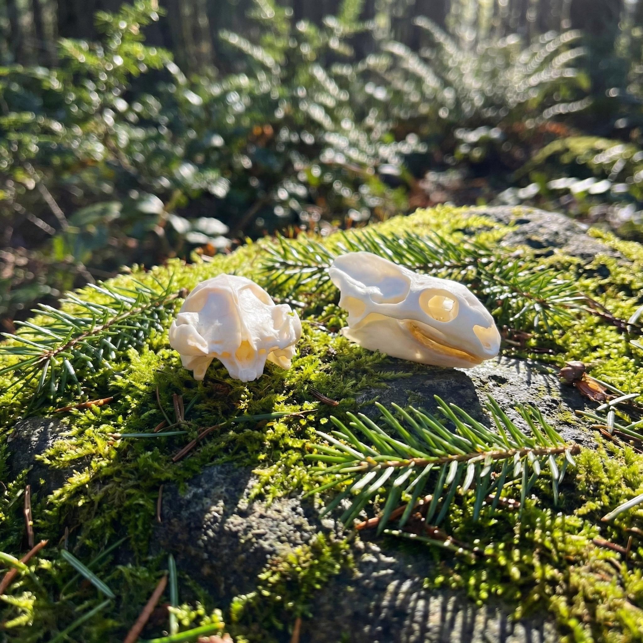 Real Turtle Skull - Ethically Sourced | Small Taxidermy Reptile