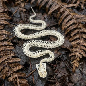 May include: A close-up of a snake skeleton, displaying its delicate bone structure. The pale skeleton rests on a bed of damp, dark brown leaves and fern fronds, creating a natural scene. The snake's skull is clearly visible.