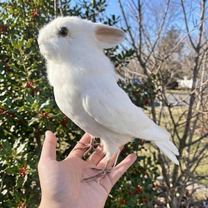 Pu&ograve; includere: Un uccello decorativo bianco con testa di coniglio e orecchie marroni. L'uccello ha un aspetto soffice e strutturato ed &egrave; appollaiato su una mano. Lo sfondo presenta fogliame verde e un cielo azzurro.