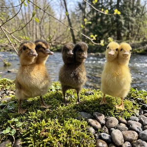 May include: Three ducklings with two heads each stand on a bed of green moss and pebbles near a flowing stream. The ducklings have varying shades of brown and yellow feathers. The background features a blurred view of trees and a river.