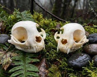 Real Bobcat Skull  -  Ethical Taxidermy | Dark Academia Decor Curiosity | Cabinet Macabre Art