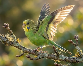 Real Taxidermy Green Parakeet -  Ethically Sourced | Spread or Closed Wings | Oddities Vulture Culture