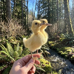 May include: Two fluffy, yellow ducklings with small beaks and dark eyes are held up in front of a forest backdrop. The ducklings are the focal point, with their soft feathers and curious expressions. The background features lush greenery and a small stream.