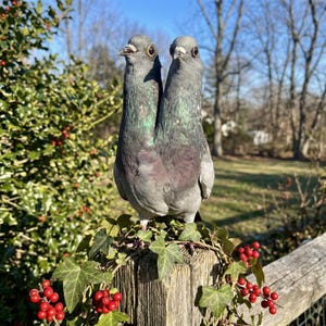 Pode incluir: Dois pombos cinzentos com penas iridescentes verdes e roxas empoleirados num poste de madeira decorado com hera e bagas vermelhas. As aves estão lado a lado, criando um efeito visual único. O fundo apresenta um arbusto verde e uma cerca de madeira.