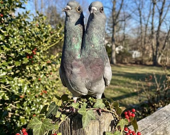 Piccione grigio tassidermizzato a due teste - Provenienza etica / Arte tassidermizzata non autorizzata / Esemplare di uccello reale