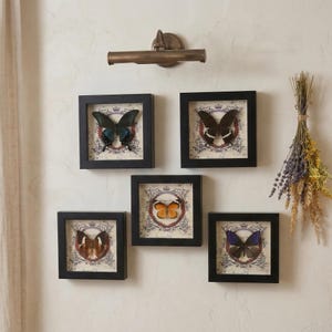 Puede incluir: Cinco exhibiciones de mariposas enmarcadas con marcos negros están montadas en una pared color crema. Cada marco contiene un espécimen de mariposa diferente, sobre un fondo de estilo vintage con un motivo de corona. Una lámpara de pared de color bronce está encima de los marcos.