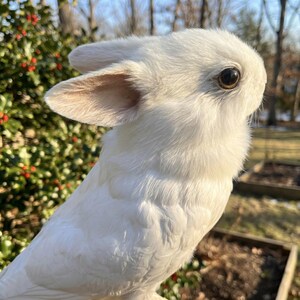 Pu&ograve; includere: Primo piano di un coniglio bianco con pelo morbido e soffice. Il coniglio ha orecchie lunghe, un naso piccolo e occhi scuri. Lo sfondo &egrave; sfocato, con fogliame verde e luce solare.