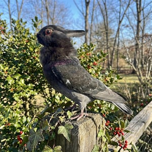 Pu&ograve; includere: Un'originale scultura di un uccello con la testa di un coniglio, appollaiata su un palo di legno. Il corpo dell'uccello &egrave; grigio scuro con un tocco di viola, e la testa del coniglio &egrave; nera con occhi rossi. La scultura &egrave; all'aperto, con vegetazione sullo sfondo.