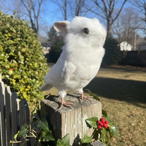 Pu&ograve; includere: Una soffice statuetta di uccello bianco con un piccolo becco e occhi scuri si posa su un palo di legno stagionato. L'uccello &egrave; circondato da edera verde e bacche rosse, con uno sfondo sfocato di alberi e cielo soleggiato.