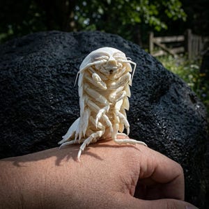 May include: A detailed, off-white isopod, a type of crustacean, is perched on a hand. The isopod has a segmented body, multiple legs, and antennae. The background features a dark, textured rock and greenery.