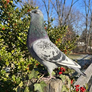 May include: A gray pigeon with iridescent neck feathers stands on a wooden post. The bird has a speckled pattern on its wings and chest. Green foliage with red berries and a wooden fence are in the background.