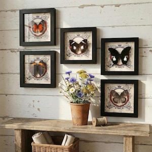 Peut inclure: Six cadres noirs encadrent des papillons sur un mur en bois blanc. Chaque cadre contient un spécimen de papillon sur un fond de style vintage. Un vase de fleurs est posé sur une table en bois en dessous.