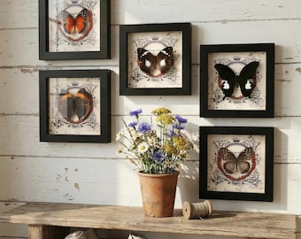 Real Butterfly Taxidermy in Wood Frame - Orange Oakleaf, Red Lacewing, Black Helen | Entomology Art Wall Decor | Gift Bag