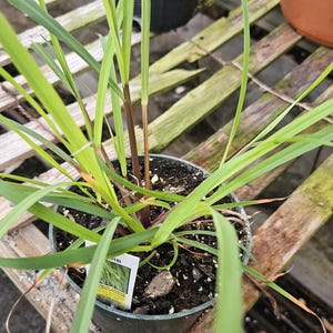 May include: A potted plant with long, green, blade-like leaves. The plant is in a dark gray pot, sitting on a wooden slatted surface. A small plant tag is visible. The leaves are a vibrant green color, with some brown tips.