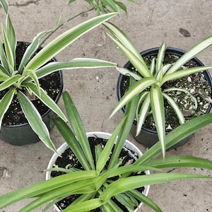 May include: Three potted spider plants with long, green and white striped leaves. The plants are in black and white pots, set against a concrete background. The plants are a popular houseplant choice.