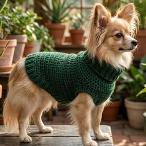 May include: A long-haired dog with tan and white fur wearing a dark green, chunky knit sweater. The sweater features a ribbed turtleneck collar and a textured, crocheted pattern that covers the torso, fitting snugly around the dog's body.