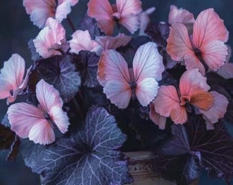 50PCS Hosta Plantaginea Seeds – Coleus-Style Foliage, Fragrant Blooms, Perennial Garden Plants