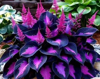 100pcs seed of Black And Purple Hosta Perennials Seeds , Non-Gmo, Outdoor Garden