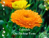 Calendula Fiesta Gitana Medicinal Organic Edible Flower Marigold Seeds Bee 39 s Dig Them
