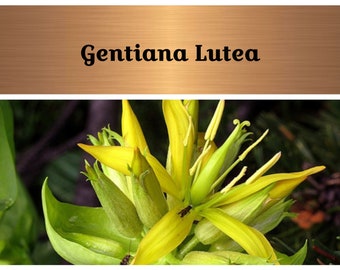 Gentiana lutea Great Yellow Gentian Marsh GENTIAN 1927 Beautiful European CENATAURY SPRING Gentian Original Antique Chromolithograph
