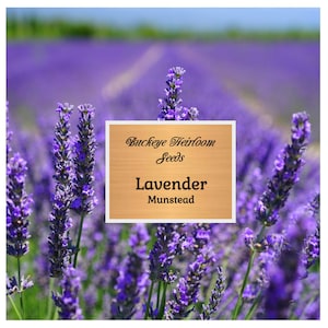 Lavender Munstead - Seeds - Fragrant Herb - Calming and Soothing (Lavandula angustifolia) - Buckeye Heirloom Seeds