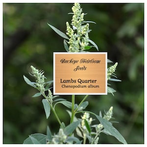May include: A close-up of a Lambs Quarter plant with green leaves and seed heads. A rectangular sign with the text "Buckeye Heirloom Seeds" and "Lambs Quarter Chenopodium album" is in the image. The background is a blurred green.