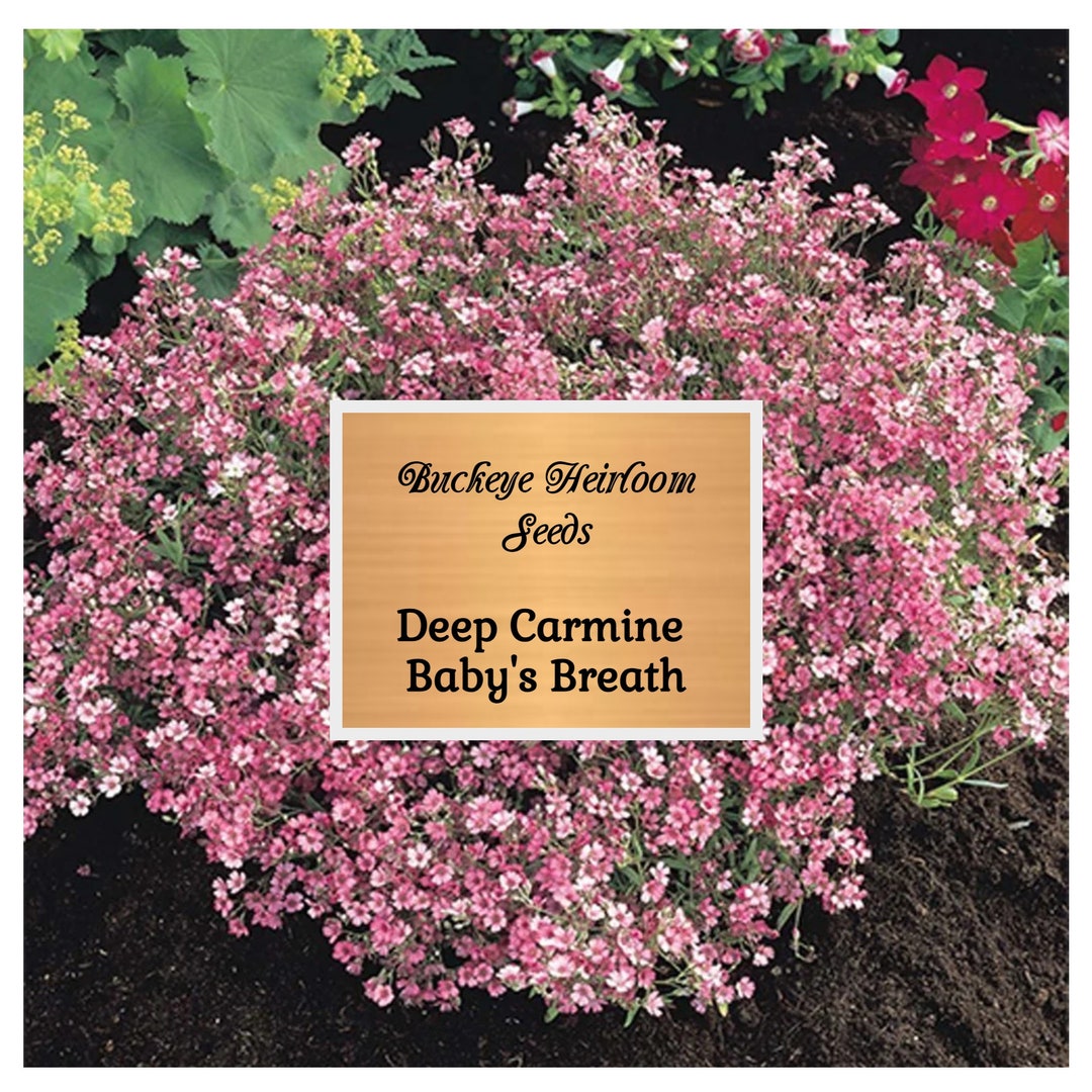 n*o様 VALIEM DEEP JICARA S PLANTS by FRAM Heirloom - Deep Carmine Baby's Breath Seeds - Buckeye
