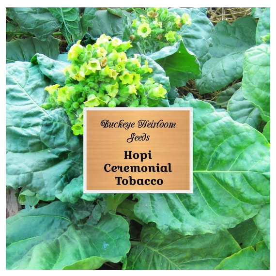 ceremonial tobacco for sale Hopi Tobacco Seeds - Nicotiana Rustica - Ceremonial Heirloom