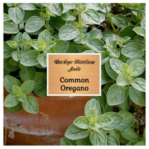 May include: Close-up of common oregano plants with small, oval green leaves. A wooden sign in the image reads "Buckeye Heirloom Seeds" and "Common Oregano". The plants are in a terracotta pot.