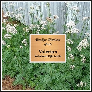 Valerian Seeds - Valeriana  officinalis - Garden Herb - Non GMO - Buckeye Heirloom Seeds