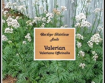 Valerian Seeds - Valeriana  officinalis - Garden Herb - Non GMO - Buckeye Heirloom Seeds